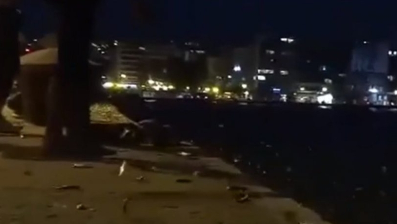 Η εξήγηση για τις σαρδέλες που πηδούσαν έξω από την θάλασσα της Θεσσαλονίκης (vid)