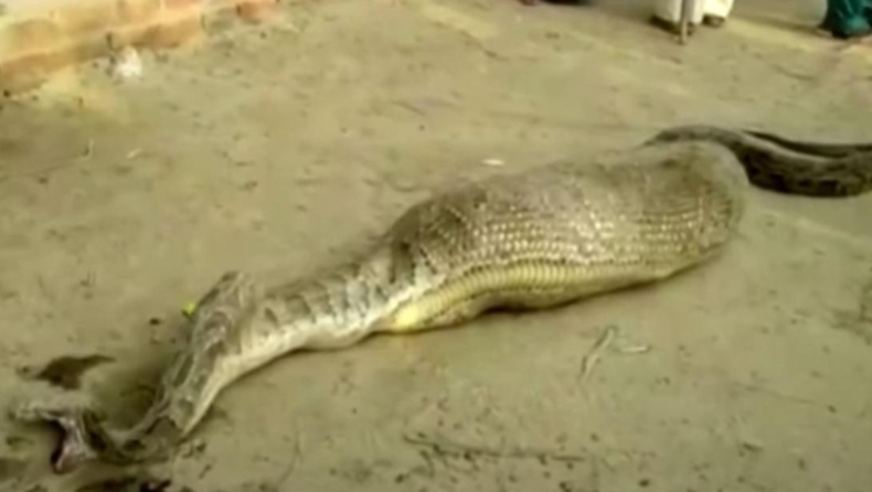 Πύθωνας καταβρόχθισε κατσίκα και δεν μπορούσε να κουνηθεί (pics & vid)