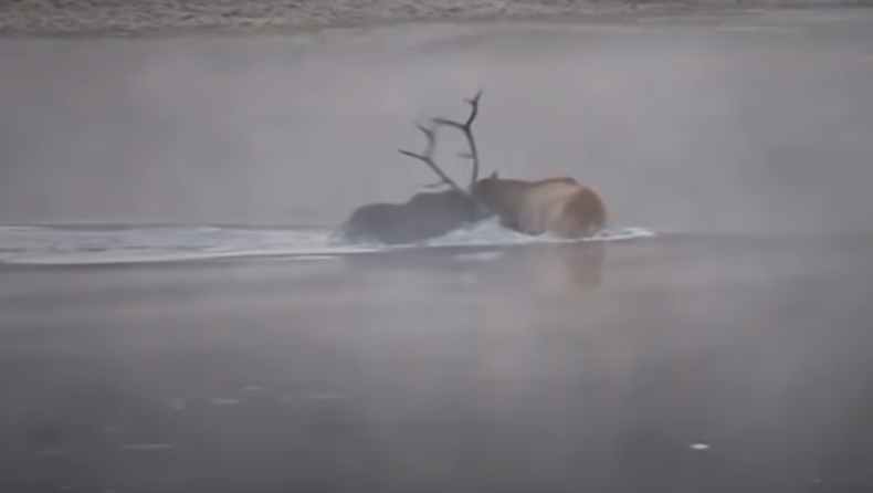 Τρομερή μάχη ανάμεσα σε τάρανδο και αρκούδα σε ποταμό (vid)