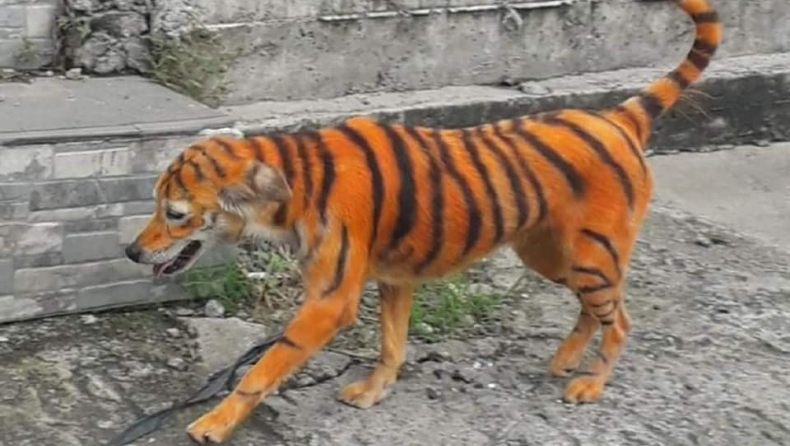 Έβαψαν σκύλο πορτοκαλί με μαύρες ρίγες για να μοιάζει με τίγρη: Επικηρύχθηκε ο δράστης (pics)