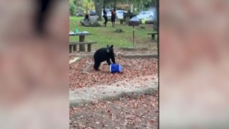 Αρκούδα πήγε σε πικ νικ και έκλεψε το φορητό ψυγείο (vid)