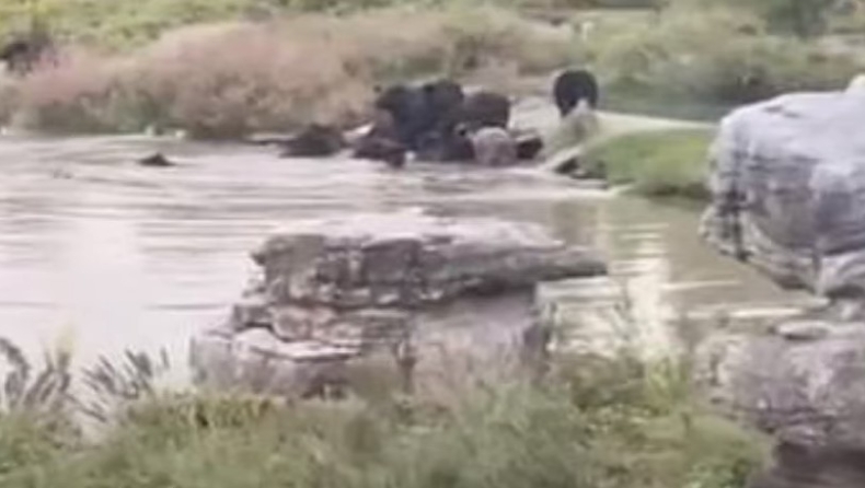 Αρκούδες κατασπάραξαν εργαζόμενο ζωολογικού πάρκου μπροστά σε τουρίστες (vid)