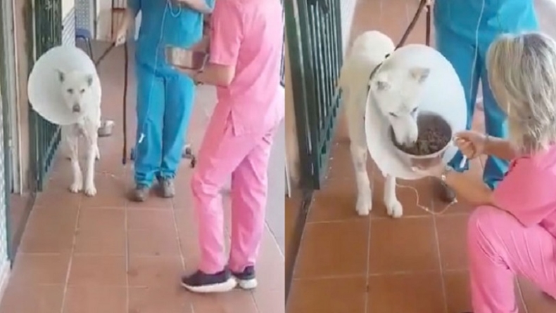 Την πρώτη του βόλτα έκανε ο σκύλος που μαχαίρωσε ο καθηγητής στη Νίκαια (vids)