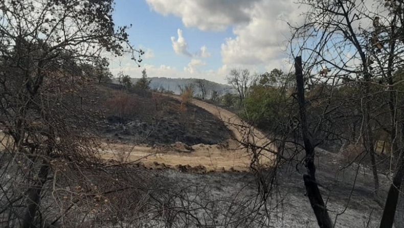Οργισμένη ανακοίνωση της WWF Ελλάς: «Ο στρατός πίσω από τη φωτιά στο σπάνιο δάσος της Δαδιάς»