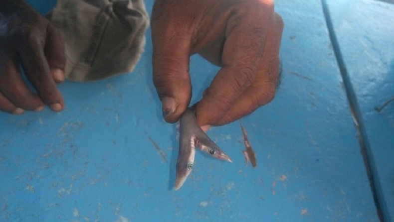 Ψαράς έπιασε δικέφαλο καρχαρία 15 εκατοστών (pics)