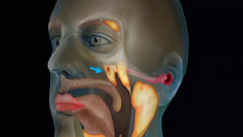 Ανακαλύφθηκε νέο όργανο στον λαιμό του ανθρώπου (pic & vid)