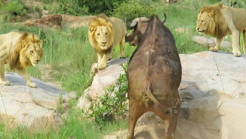 Σκληρές εικόνες: Τρία αρσενικά λιοντάρια κατασπαράζουν βουβάλι με σπασμένο πόδι που παλεύει μέχρις εσχάτων! (vid)
