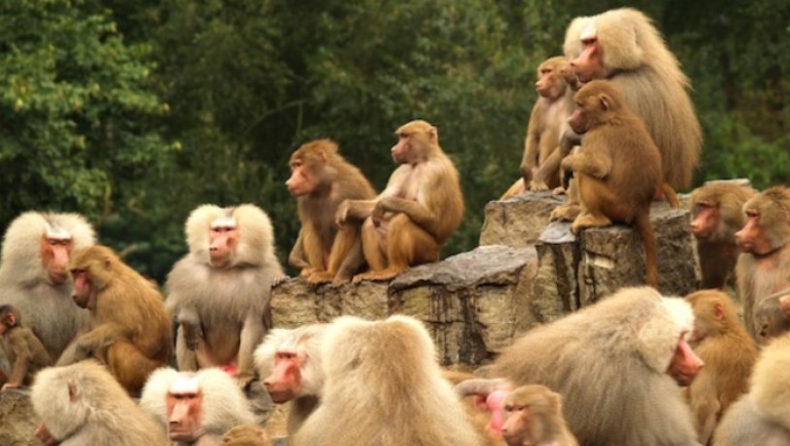 Μαϊμούδες πλακώθηκαν στο ξύλο και ευθύνονται για τον θάνατο 2 ανθρώπων