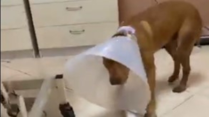 Κτηνίατρος που έσωσε τον σκύλο στα Χανιά: «Ήταν σοκαριστικό, αν αργούσε πέντε λεπτά, το σκυλάκι δε θα ζούσε» (vid)