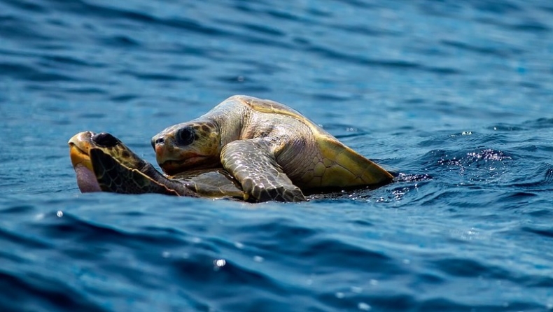 Ξεκίνησε ο ετήσιος ερωτικός μαραθώνιος θαλάσσιων χελωνών: Θα διαρκέσει μέρες με πολλές εναλλαγές συντρόφων