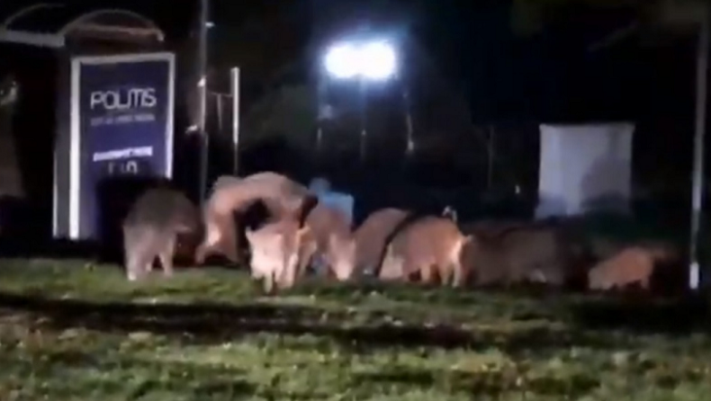 Δεκάδες αγριογούρουνα εκμεταλλεύτηκαν το lockdown και βόλταραν στο Πανόραμα Θεσσαλονίκης (vid)