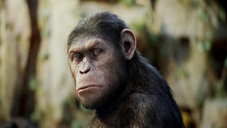 Πλανήτης των πιθήκων: Επιστήμονες έβαλαν ανθρώπινο γονίδιο στον εγκέφαλο μαϊμούδων για να μεγαλώσει (pics & vid)