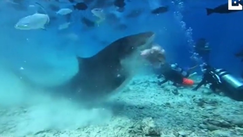 H στιγμή που πεινασμένος καρχαρίας 4,5 μέτρων κατασπαράζει μεγάλο ψάρι μπροστά στα μάτια δυτών (vid)
