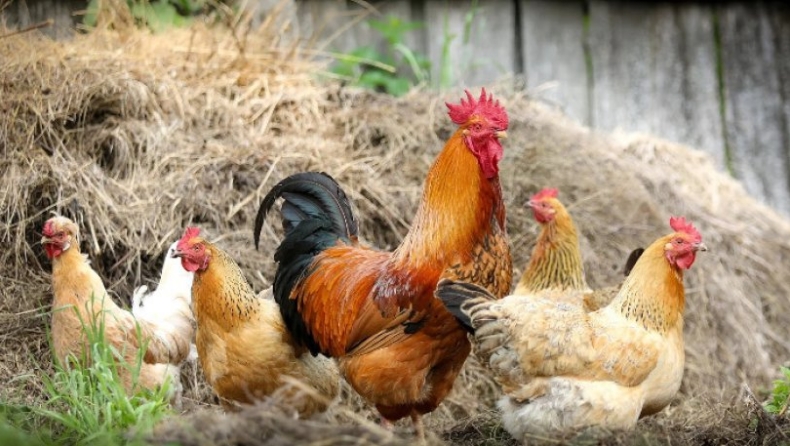 Τρεις άντρες πιάστηκαν με κατσαρόλες να μαγειρεύουν κοτόπουλα σε θερμοπίδακα στο Γελοουστόουν (vid)