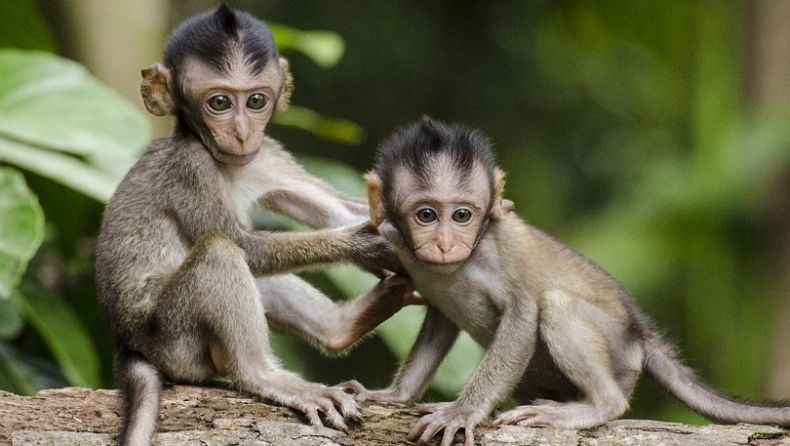 Εκπληκτική φωτογραφία με αρσενική μαϊμού που φαίνεται να δίνει το φιλί της ζωής σε θηλυκή (pic)