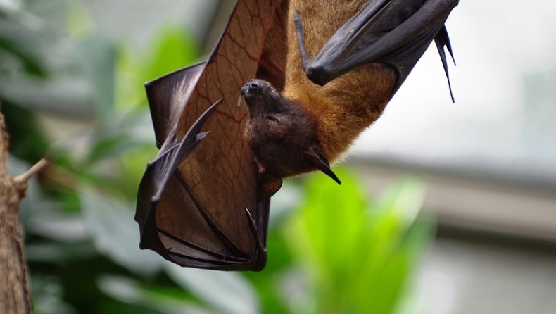 Οι άρρωστες νυχτερίδες τηρούν αποστάσεις για να μην μολύνουν τις υπόλοιπες