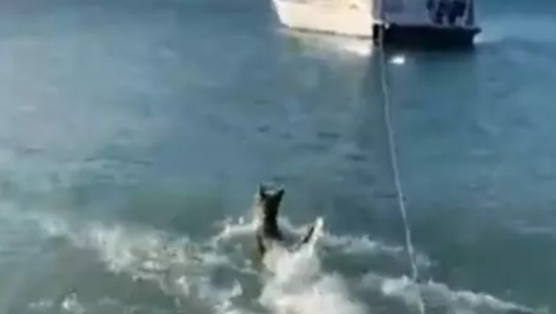 Γενναίος σκύλος πήδηξε στην θάλασσα για να κυνηγήσει καρχαρία (vid)