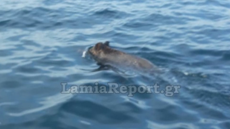 Αγριογούρονο στη Λάρυμνα βρέθηκε να κολυμπά ένα ναυτικό μίλι από την ακτή (vid)