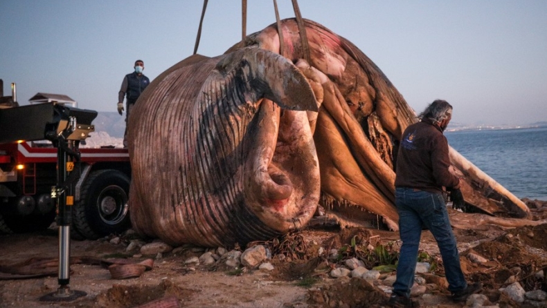 Νεκρή φάλαινα εντοπίστηκε στον Πειραιά (pics)