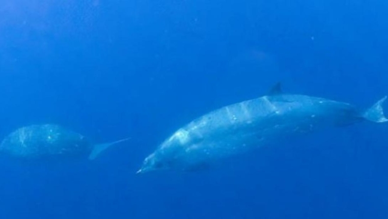 Μεξικό: Επιστήμονες λένε πως ανακάλυψαν νέο είδος φάλαινας