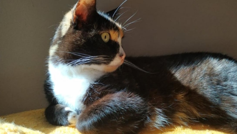 Κρήτη: Γάτα ανέβηκε σε στύλο της ΔΕΗ και στήθηκε επιχείρηση για να σωθεί