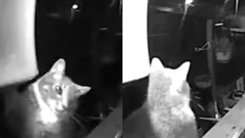 Άνετη γάτα χτυπά το κουδούνι και περιμένει υπομονετικά να της ανοίξουν για να μπει μέσα (vid)