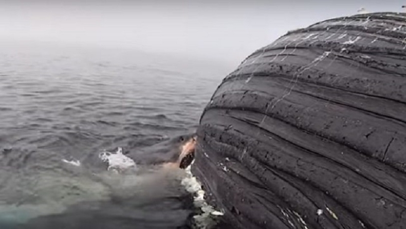Απίστευτες εικόνες: Έγκυος λευκός καρχαρίας καταβροχθίζει το κουφάρι μιας φάλαινας (vid)