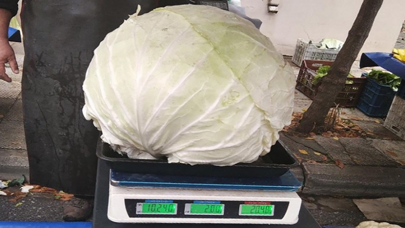 Λάχανο γίγας 10 κιλών σε λαϊκή της Λάρισας (pic)