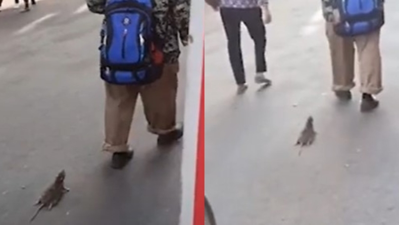 Άνδρας περπατούσε στον δρόμο με δύο δεμένα ποντίκια στο πλάι (vid)
