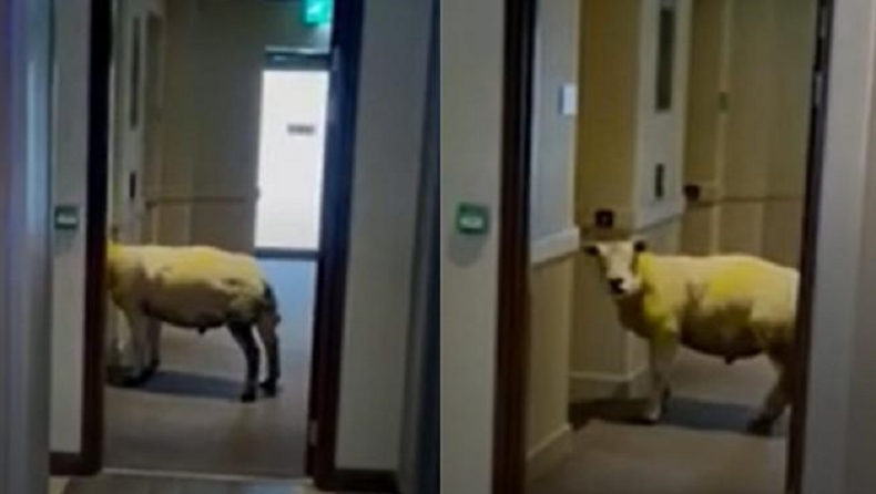 Χαλαρό πρόβατο μπήκε σε ξενοδοχείο και περίμενε το ασανσέρ (vid)