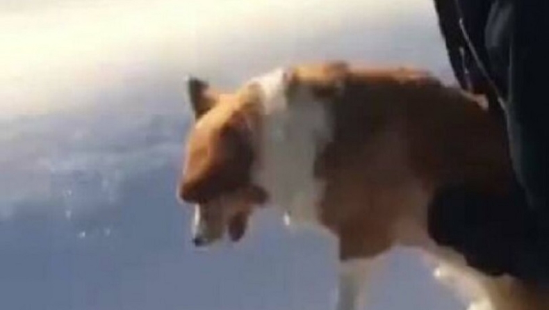 Πετά ο άνδρας τον σκύλο από το αεροπλάνο; 11 εικόνες που «παίζουν» με το μυαλό