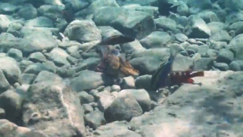Απίστευτες εικόνες: Χταπόδι ρίχνει μπουνιές σε ψάρια (vid)