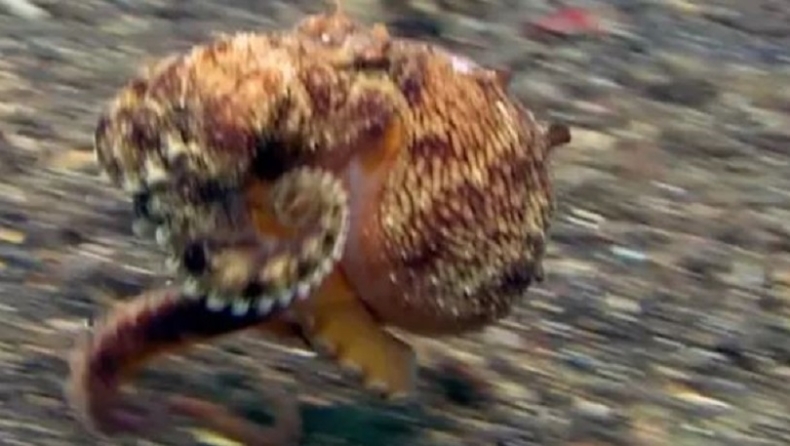 Απίστευτο βίντεο δείχνει πώς τα χταπόδια «περπατούν» στον πυθμένα της θάλασσας στα δυο τους... πλοκάμια! (vid)