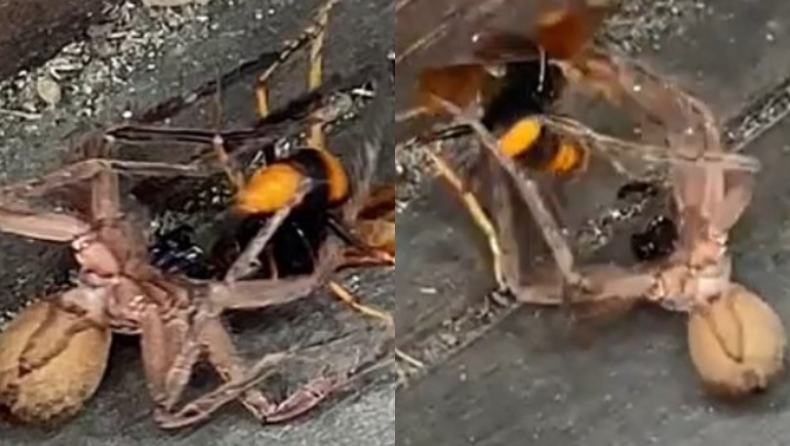 Η απίστευτη μάχη σώμα με σώμα αράχνης με σφήκα (vid)