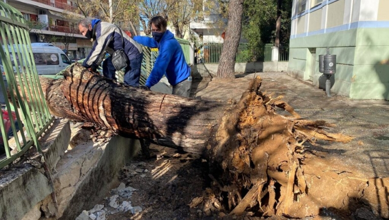 Δέντρο έπεσε σε αυλή δημοτικού: Από θαύμα δεν τραυματίστηκαν μαθητές