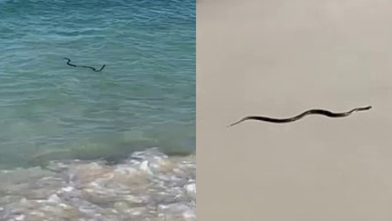 Ένα από τα πιο δηλητηριώδη φίδια στον κόσμο κολυμπούσε στην θάλασσα κοντά σε λουόμενους, βγήκε στην ακτή (vid)