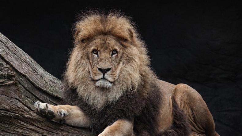 Γάλλος τουρίστας που δέχθηκε επίθεση από λιοντάρι θα λάβει αποζημίωση 220.000 ευρώ