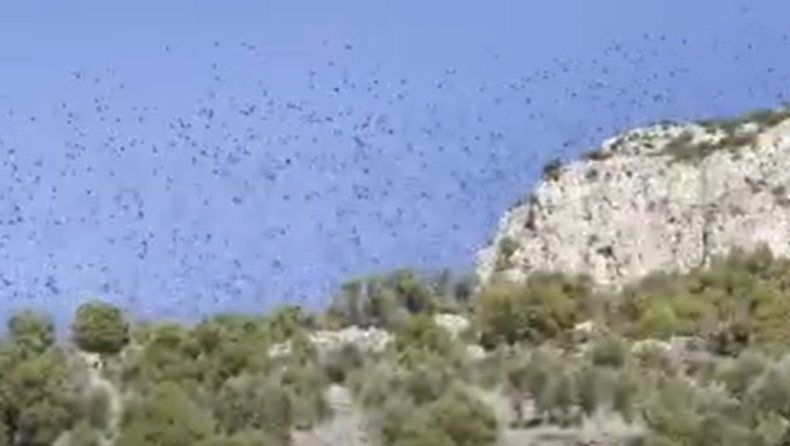 Εντυπωσιακό θέαμα: Σμήνος πουλιών «σκέπασε» τον Κορινθιακό για πέντε λεπτά (vid)
