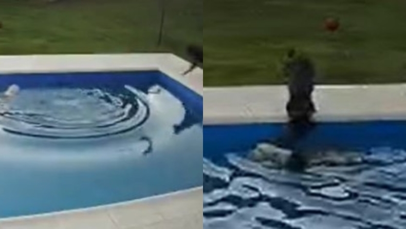 Η στιγμή που σκύλος σώζει 14χρονο τυφλό pit bull που έπεσε στην πισίνα (vid)