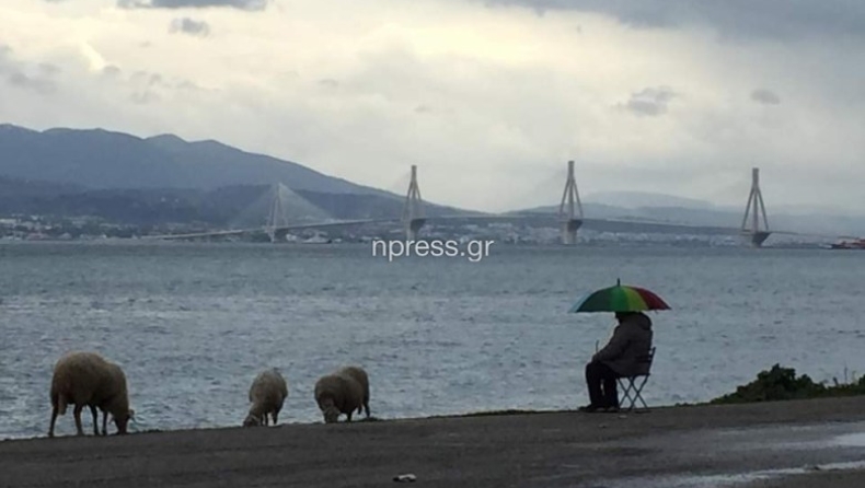 Μερακλής πήρε ομπρέλα και έβγαλε τα πρόβατα να βοσκίσουν στην παραλία (vid)