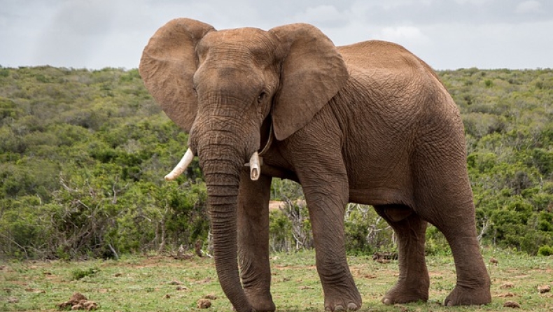 Νεκρός υπάλληλος σε ζωολογικό πάρκο από χτύπημα προβοσκίδας ελέφαντα