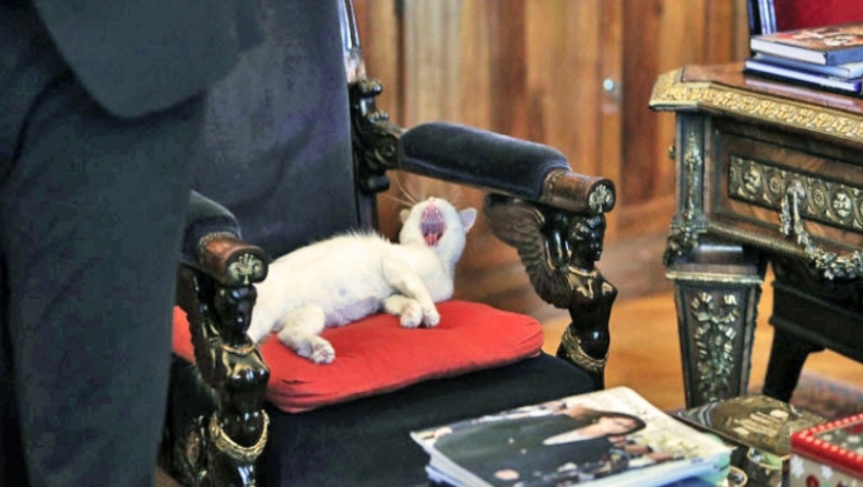 Πώς περνά η γάτα Καλυψώ στο Προεδρικό; Ύπνοι στις πολυθρόνες, σκαρφάλωμα στο γραφείο της ΠτΔ (pics)