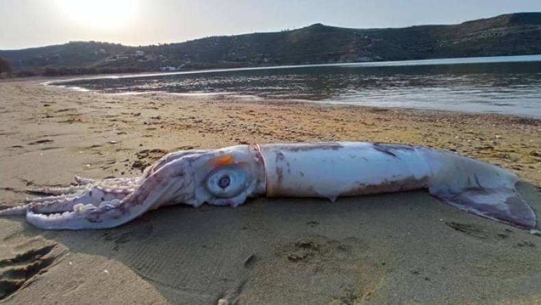 Γιγάντιο θράψαλο ξεβράστηκε στην Τζια (pics)