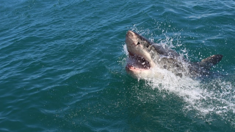 Αυστραλία: Ψαράδες έπιασαν καρχαρία ίσο με το μέγεθος του σκάφους τους