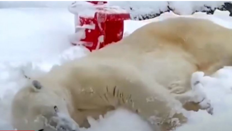 Πολική αρκούδα παίζει σαν μικρό παιδί στο χιόνι (vid)