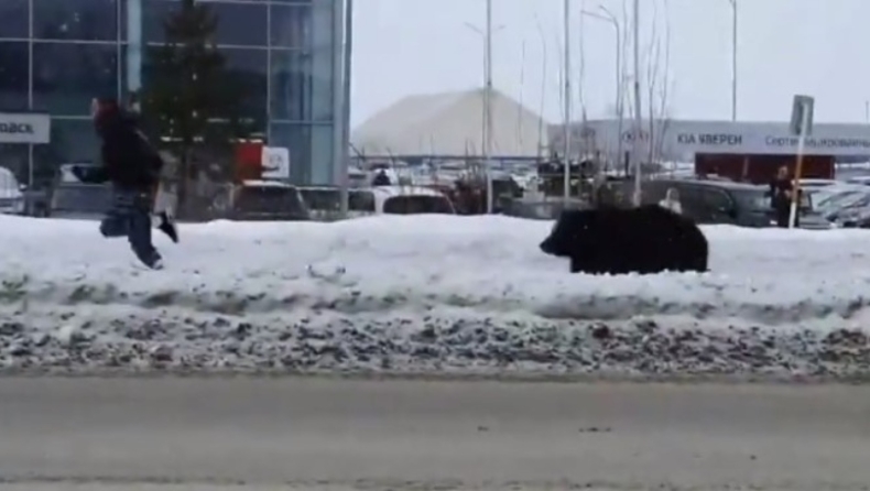 Η στιγμή που αρκούδα καταδιώκει έναν άνδρα σε λεωφόρο (vid)