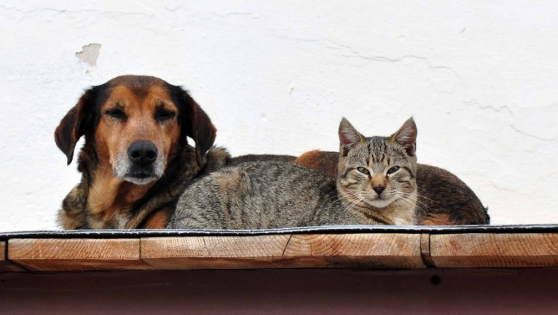 Η «βρετανική» παραλλαγή βρέθηκε για πρώτη φορά σε σκύλους και γάτες σε Ευρώπη και ΗΠΑ