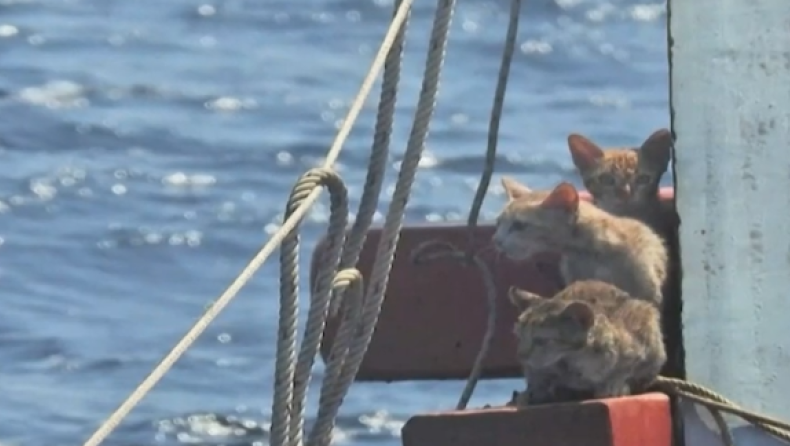 Ναύτες στην Ταϊλάνδη κινδύνευσαν για να σώσουν γάτες από τη θάλασσα (vid)