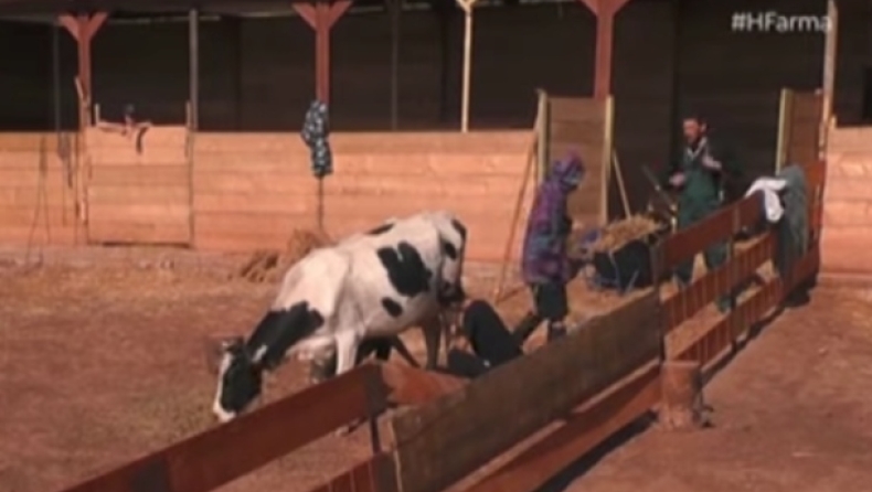 Επικό ατύχημα στη Φάρμα: Η αγελάδα πάτησε και κατ...σε τη Μαρία (vid)