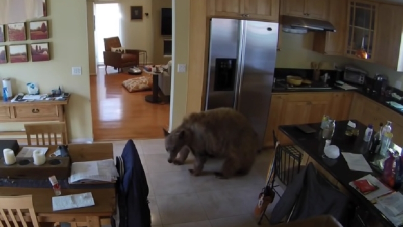 ΗΠΑ: Αρκούδα μπήκε σε σπίτι αλλά την σταμάτησαν δύο σκυλάκια (vids)